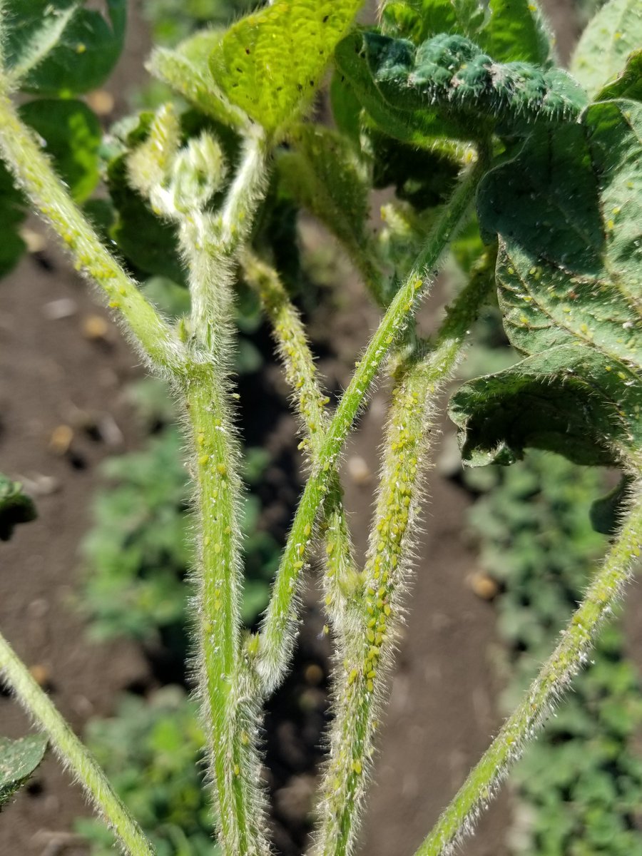 There is an urban legend that a good rain washes off soy aphids.  Probably originated on Agtalk. This field received 35 mm in 90 minutes 36 hrs ago. 
Myth busters strikes again.