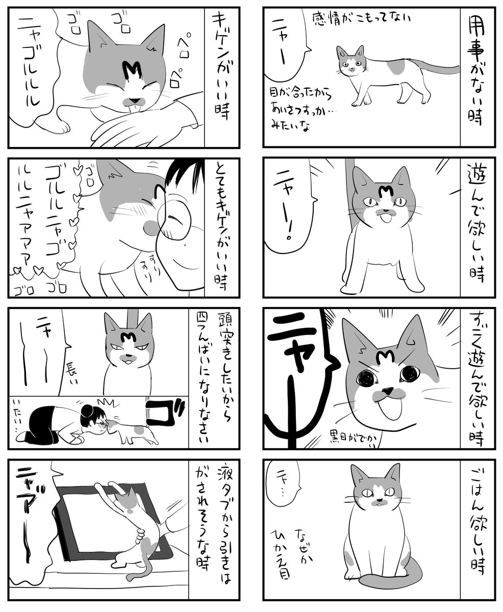 うちのねこのいろんな鳴き声 