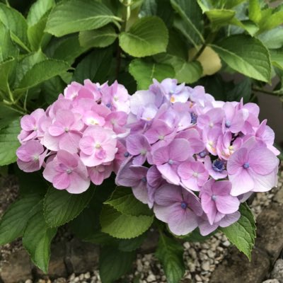 #新しいプロフィール画像