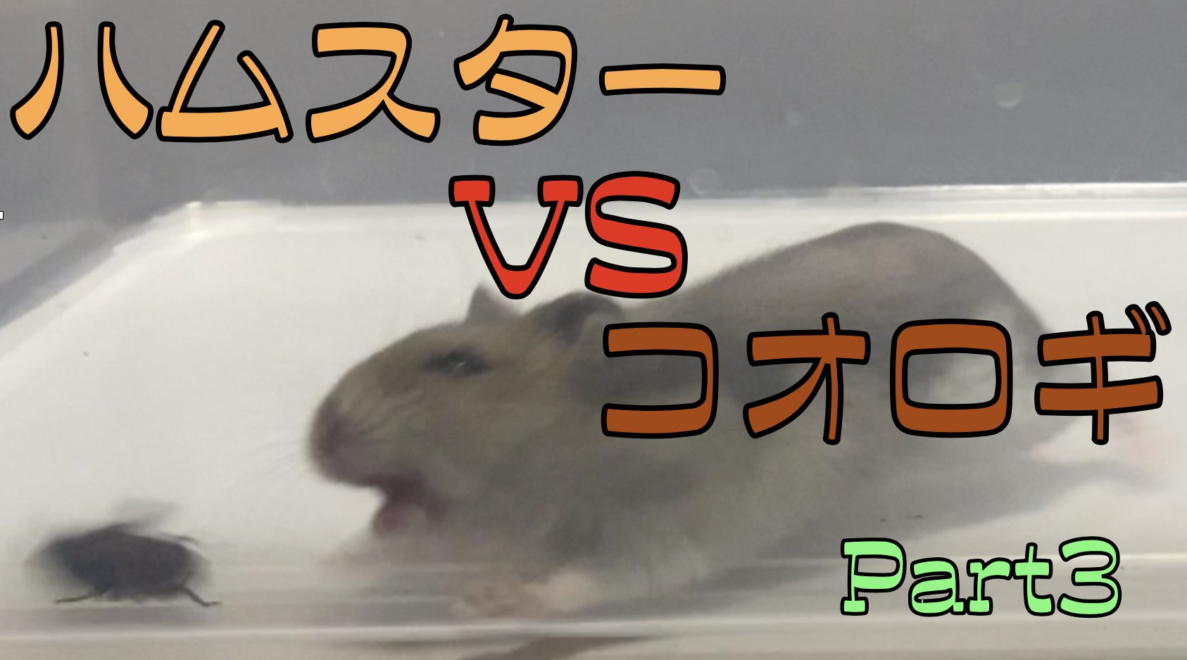 Hamsters Twitter Search Twitter