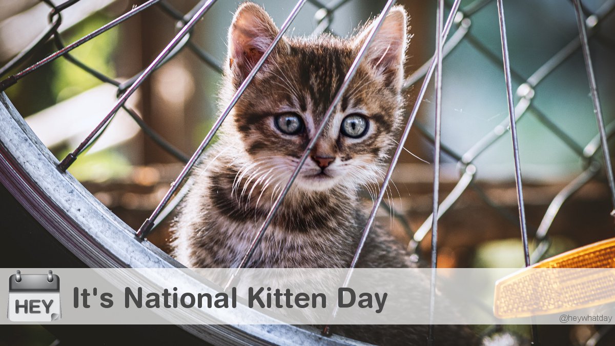 It's National Kitten Day! 
#NationalKittenDay #KittenDay #Kitten