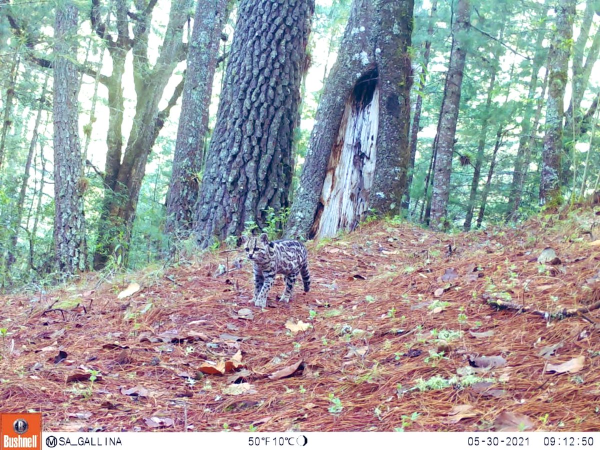 #FelizSábado Por belleza como este felino, bien vale la pena seguir dando la batalla por la de nuestra biodiversidad; con, por y para la gente! #Tigrillo especie en #PeligroDeExtinción en los bosques de San Agustín Etla, Valles Centrales #Oaxaca 🇲🇽🌲🐾