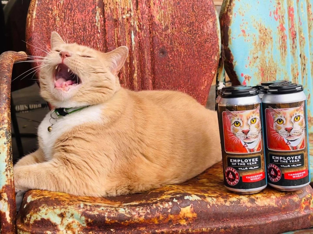 Caturday in full effect with release of Tangerine Wheat Ale brewed in honor of our favorite brewery cat Willie! 
Beer goes on tap &amp; in cooler at noon + shirts &amp; stickers. 
Happy hours 12-6, music 6:30-10:30 by The Contenders, food truck The Wright Kinda BBQ 5-10pm. 
Cheers! 😻