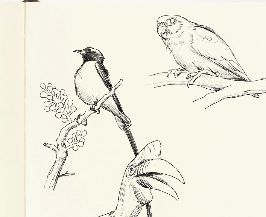How about some tropical birds? 