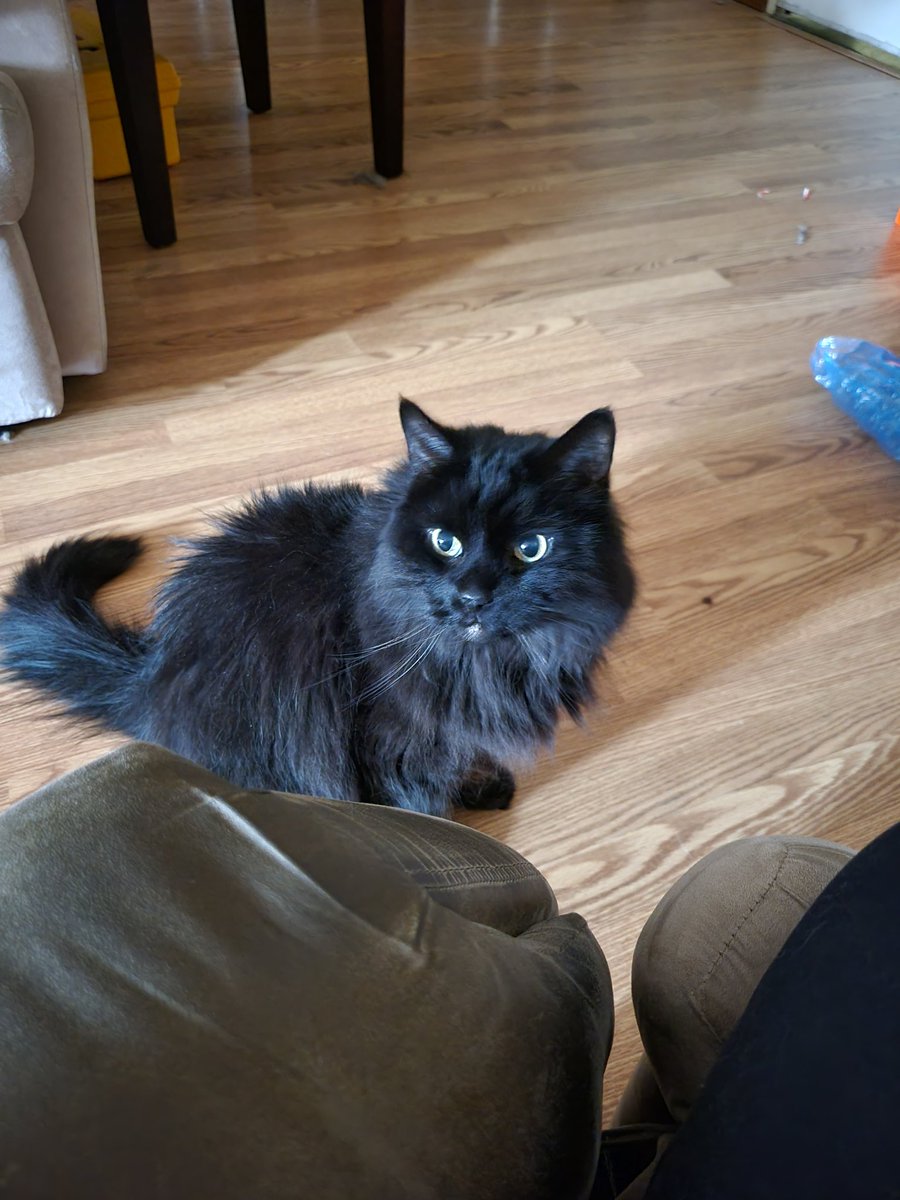 DanielAshley13's tweet photo. #ThingsWeHaveGained "We" have not gained anything. I have gained cat hair all over the house, and a freeloader who hasn't paid a penny for his food, litter, or trips to the vet. We will mark 4 years together at the end of this month. https://t.co/3ezOZCFbLn