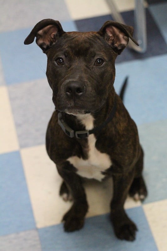 phillypaws's tweet photo. SOS! These dogs need you!

The city shelter is FULL &amp; as their largest rescue partner, we URGENTLY need large dog fosters &amp; adopters because our kennels are full! Until these dogs can find homes, we cannot save more lives! Email foster@phillypaws.org to help ASAP! https://t.co/nHyT1FYgDl