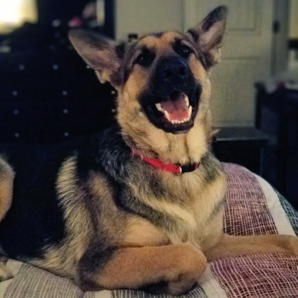 C_Croft's tweet image. This is my other child.