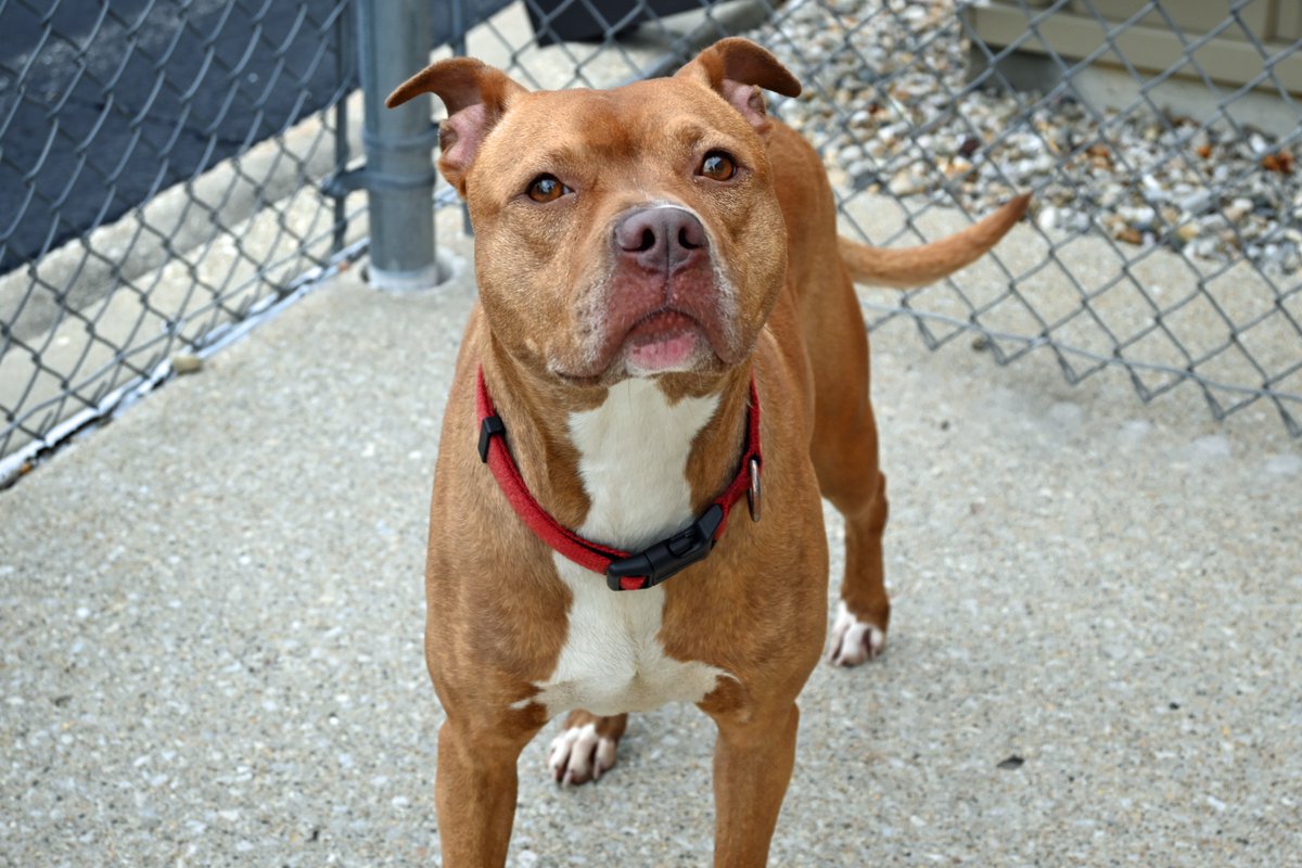 DecaturAnimals's tweet image. Pringles is a gorgeous senior new to the adoption floor. After coming in as a stray and her owners not reclaiming her she is ready to find a loving new home. She is a very sweet, calm girl with a heart of gold.