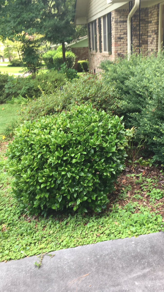 ale_santorum's tweet image. Hogar dulce hogar... calor y humedad. Se me explotaron los arbustos y los yuyos 🤪 #HelloAtlanta