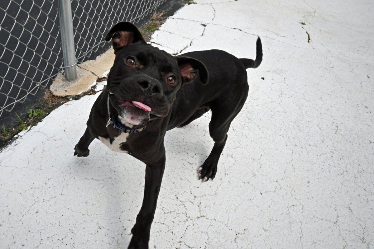 DecaturAnimals's tweet image. How could you not immediately fall in love with this goober?! Logan is a 6 month old boxer mix who came to the shelter as a stray. He is a class clown who is sure to bring a smile to your face every day.