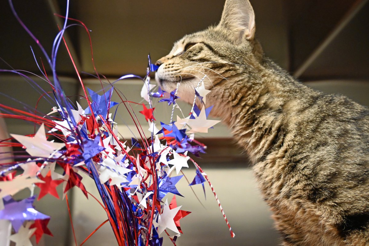 DecaturAnimals's tweet image. Sweet tabby Nikki is loving the Red, White &amp;amp; Woof promotion! She has seen many of her friends go home and now she's ready for her turn! Come visit this 13 month old love bug today.