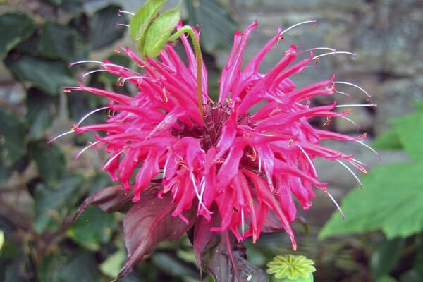 ベルガモットのtwitterイラスト検索結果 古い順