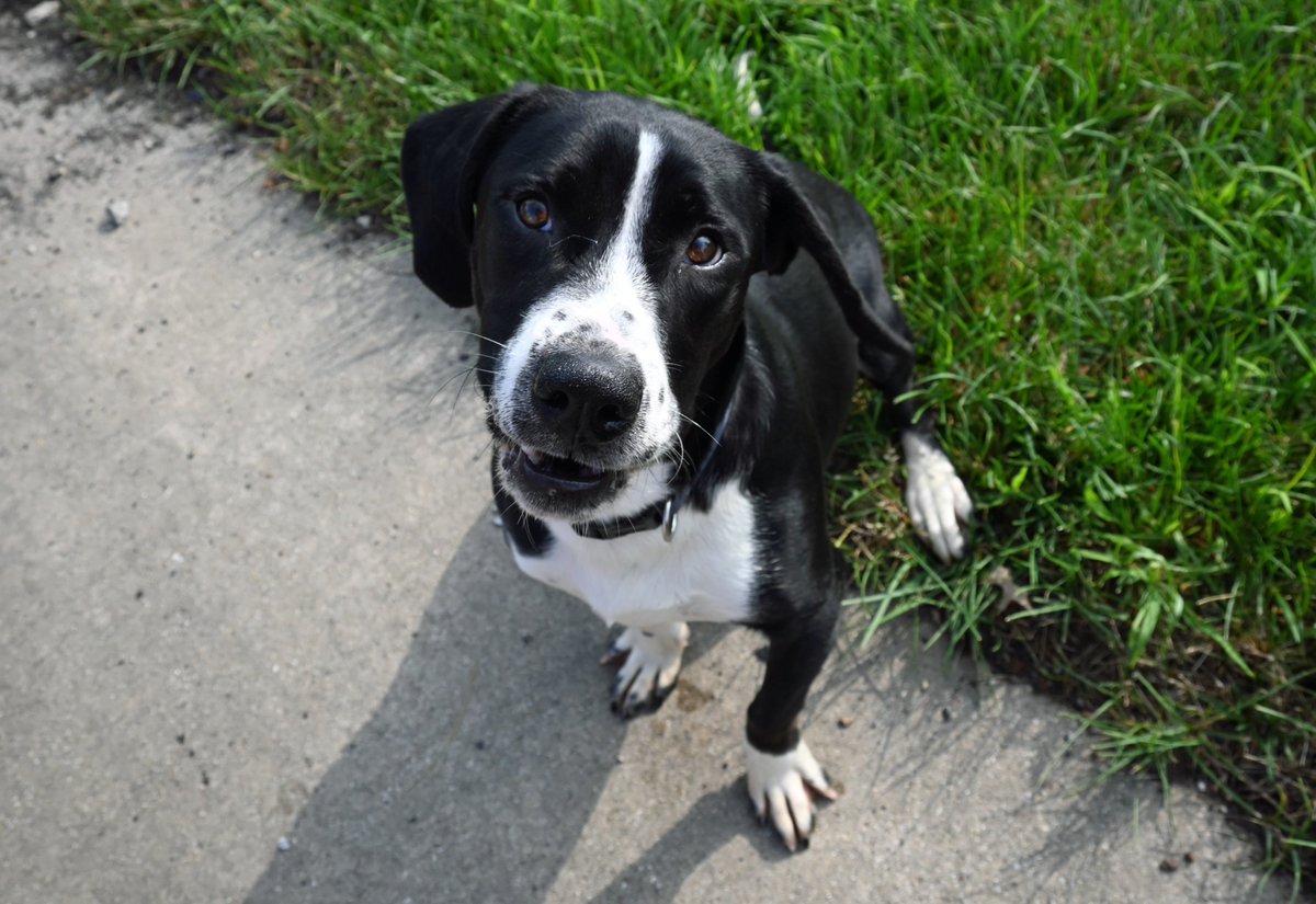 DecaturAnimals's tweet image. Dunn is a playful Bassett Hound mix who greatly enjoys spending time with people outside in the sunshine. He came to the shelter as a stray with his brother Brooks. Come play with these goofballs today!
