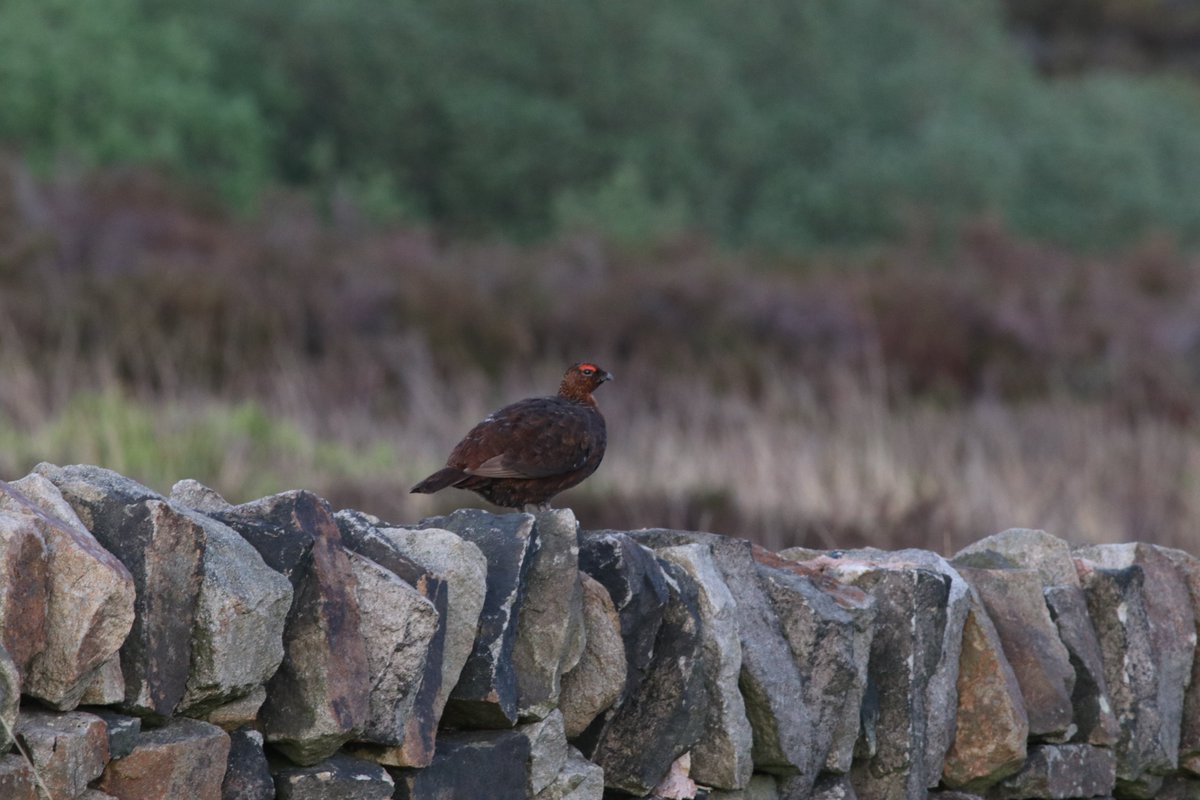The Perfect Ten Birds of Greater Manchester Survey Results - the Red Grouse scored a 72% approval with respondents as the official bird for the #Tameside borough 

markavery.info/2020/09/04/gue…

<a href="/TamesideCouncil/">Tameside Council</a> <a href="/TamesideCorr/">Tameside Correspondent</a> <a href="/TamesideWildli1/">Tameside's People 4 Wildlife</a> <a href="/tamesideradio/">Tameside Radio</a>