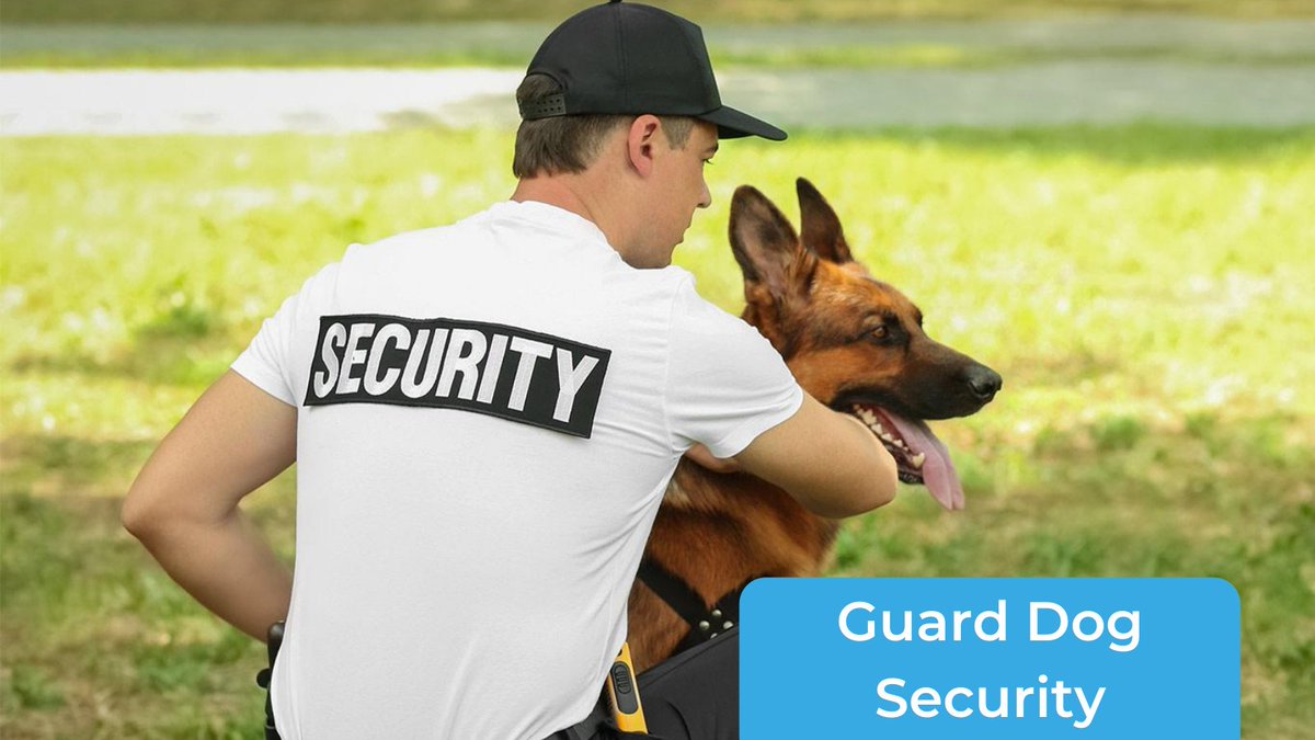 GuardingLtd's tweet photo. Guard Dogs -
A security dog’s hearing and smell is much more sensitive than a human’s and they are better able to detect a hidden person than a security guard. Protect your business and any valuable assets with our dogs - https://t.co/YtGabUH5Q5 
.
#security #SIA #guarddogs https://t.co/gA4yEjkZ2A