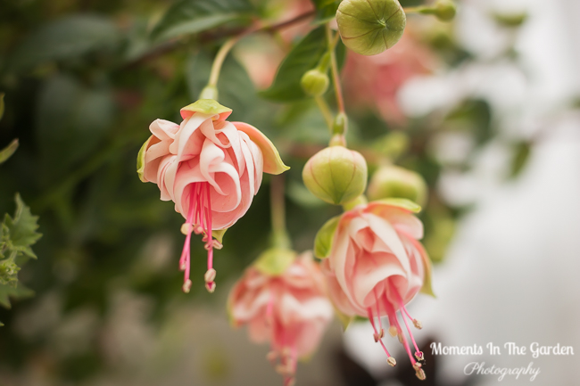 MomentsintheG's tweet photo. When I planted my hanging baskets I chose some more unusual fuchsias. Really love these varieties. #fuchsia #annual #trailingplant #hangingbasketplant #momentsinthegardenphotography https://t.co/yNFXRjcgSv