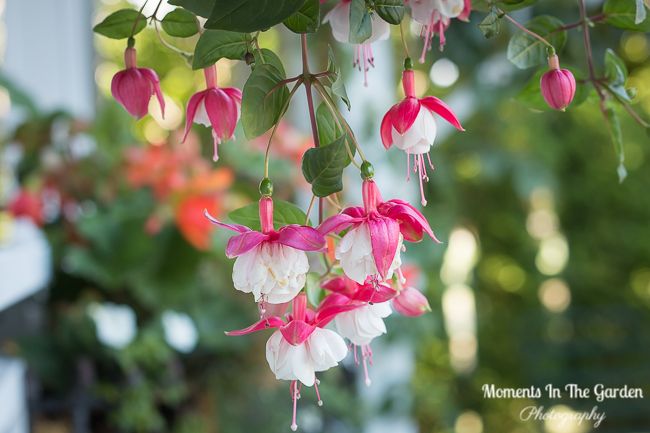 MomentsintheG's tweet photo. When I planted my hanging baskets I chose some more unusual fuchsias. Really love these varieties. #fuchsia #annual #trailingplant #hangingbasketplant #momentsinthegardenphotography https://t.co/yNFXRjcgSv