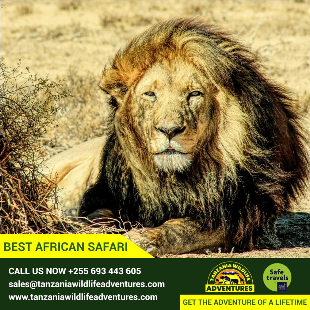 MaconDunnagan's tweet photo. have your #vacation #summervacations #familyvacation recently changed??Its time for #tanzania with @ZaraTours
(1) #tanzaniaunforgettable
https://t.co/FYTBtkTRVs
(5) #tanzanianationalparks
(6) #serengetinationalpark
(7) #serengetitour #serengetimigration #ngorongorocrater https://t.co/2EJHG86yN3