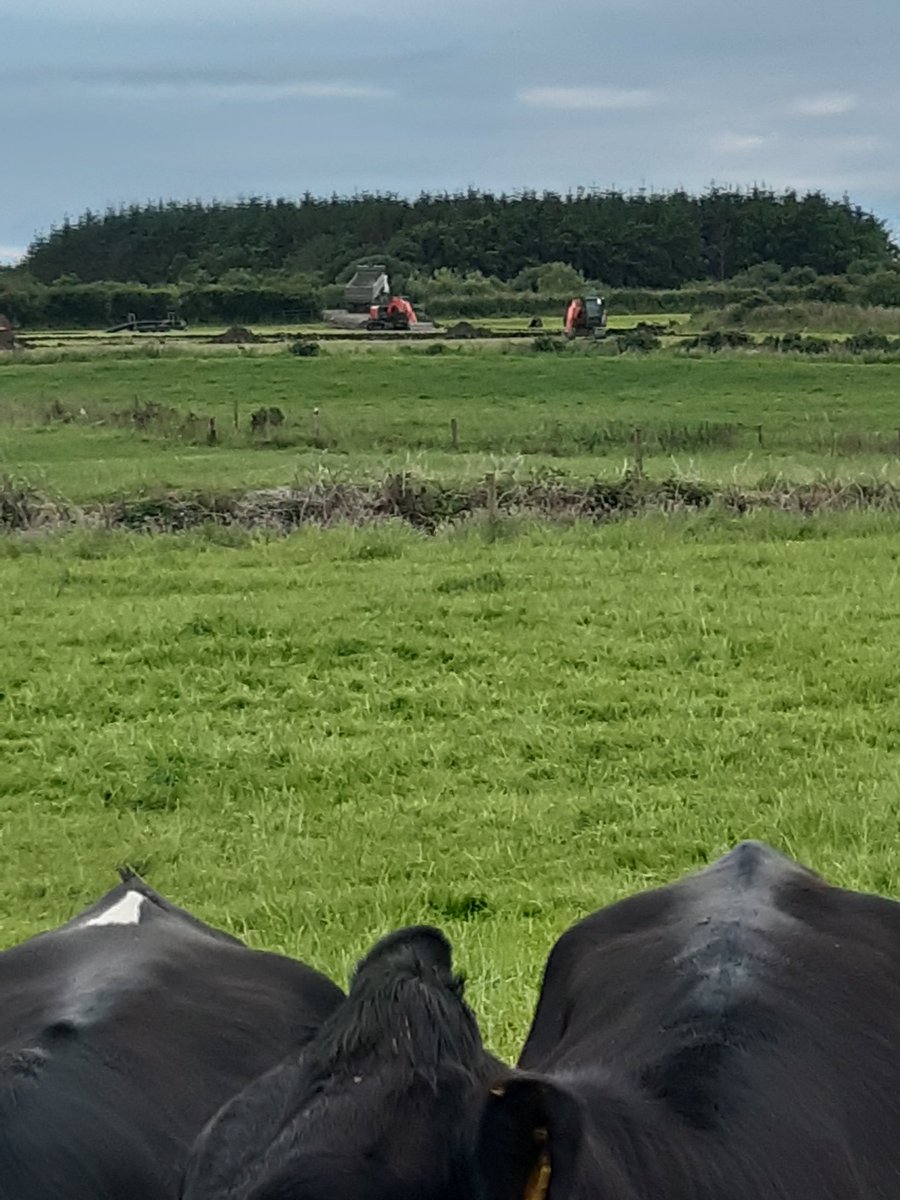 mountrivers12's tweet photo. Making wet land less wetter. #grazinginfrastructure #drainage #heavysoils https://t.co/D2vnWs9IHx