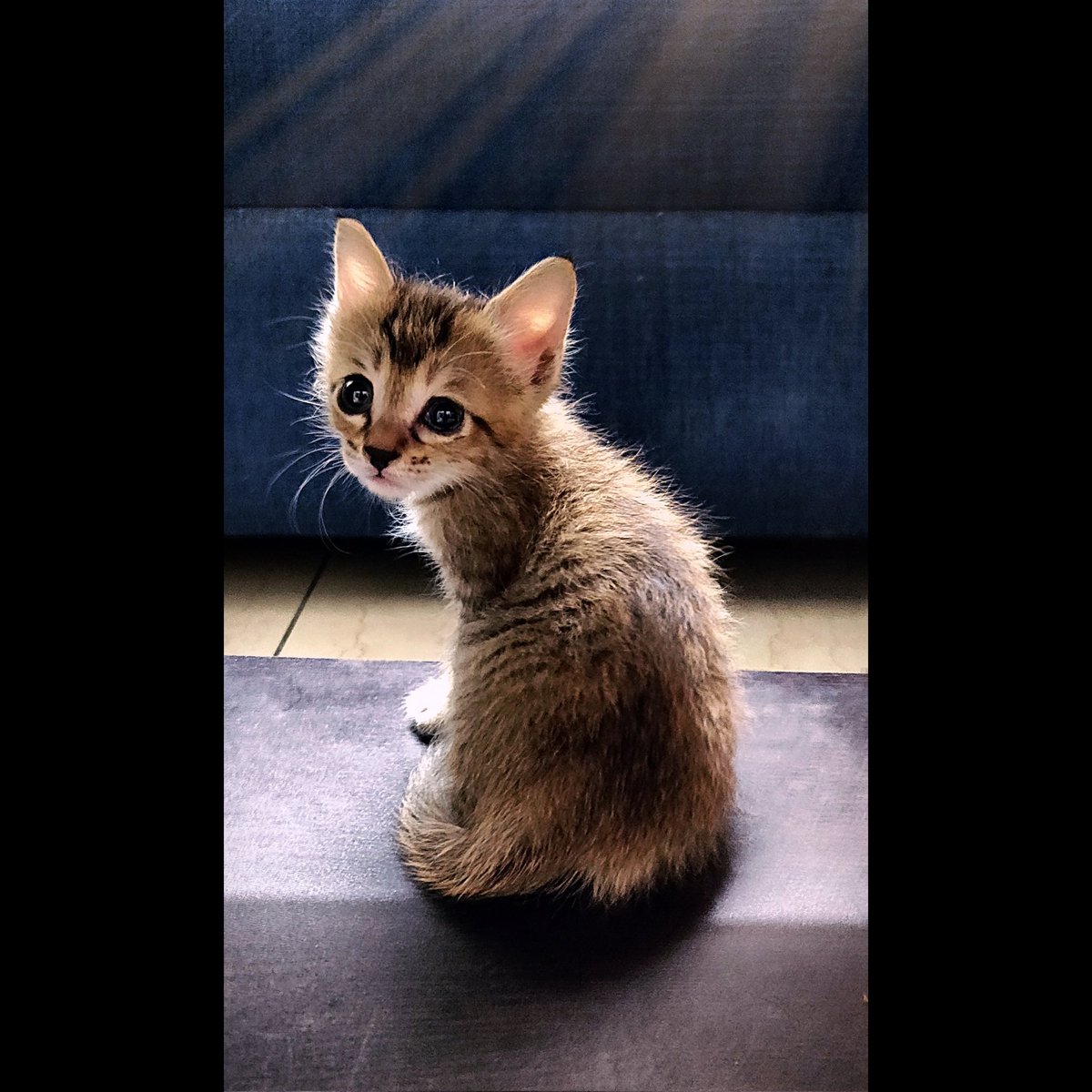 bannothecat's tweet photo. What are you looking at ??

#catsofinstagram #cat #catsofinstagram  #Caturday #CatPerson https://t.co/uIMofYdUnK
