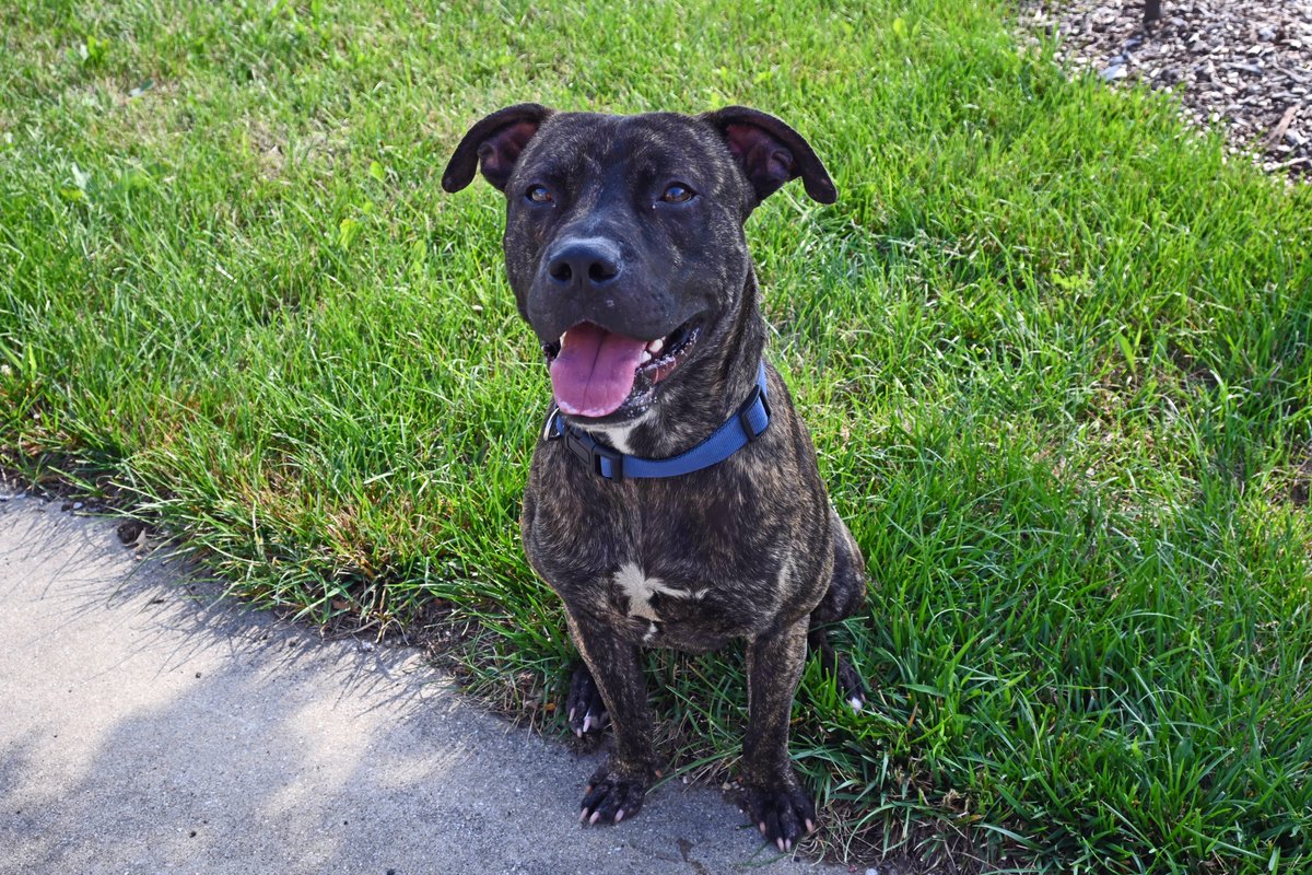 DecaturAnimals's tweet image. Zeus is a handsome young guy new to the adoption floor. He would do great in an active home where he can wear down some of his energy every day. He is a strong boy but seems food motivated and very eager to learn new commands.