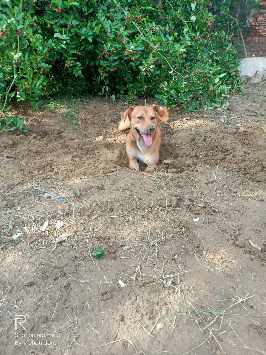 Alankri94092953's tweet photo. 💁मेरे घर के रखवाले 🐕❣️🐕 https://t.co/KdIPz0wUQ9