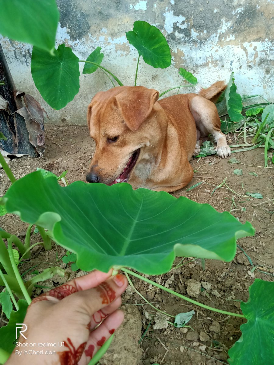 Alankri94092953's tweet photo. 💁मेरे घर के रखवाले 🐕❣️🐕 https://t.co/KdIPz0wUQ9