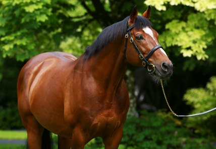 karenwalker65's tweet photo. RIP Galileo, a legend, a once in a lifetime animal, such a shame @itvracing https://t.co/kKu5jHNzdG