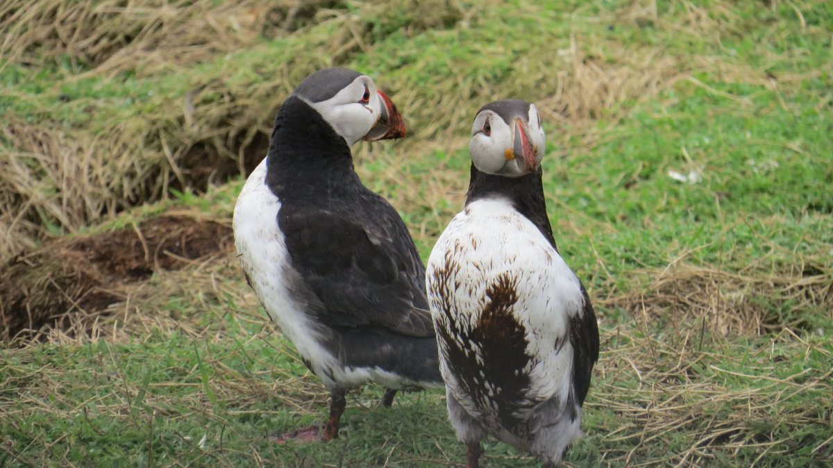 PUFFIN RESULTS ARE IN.We have our first breeding success data for 2021 from Isle of May and can confirm that puffins have had a good season with the overall breeding success 5% above the long term average (from 46 years of data) and second highest this century.#LongTermMonitoring