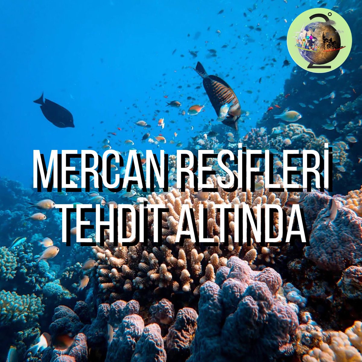 dereceiki's tweet photo. 🌊Okyanusların akciğerleri olarak da bilinen mercan resifleri yok olma tehlikesi ile karşı karşıya.
Resifler için harekete geç!

🌊Coral reefs, also known as the lungs of the oceans, are in danger of extinction.
Take action for the reefs! https://t.co/AHXmFgTNCt