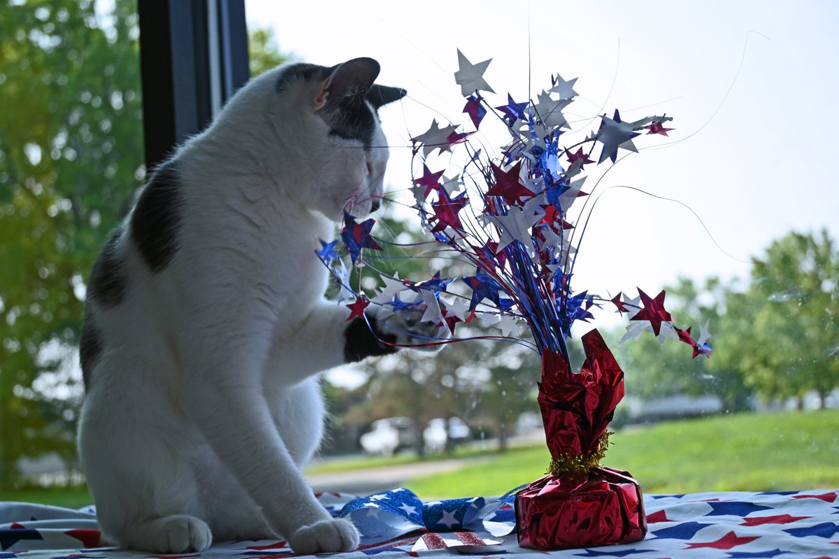 DecaturAnimals's tweet image. Mama Mia has been waiting for a new home since the beginning of May. She has spent most of her time residing in the colony working on her socialization skills. While she can coexist with other cats, she can be a little bit of a diva and have problems with them in her bubble.