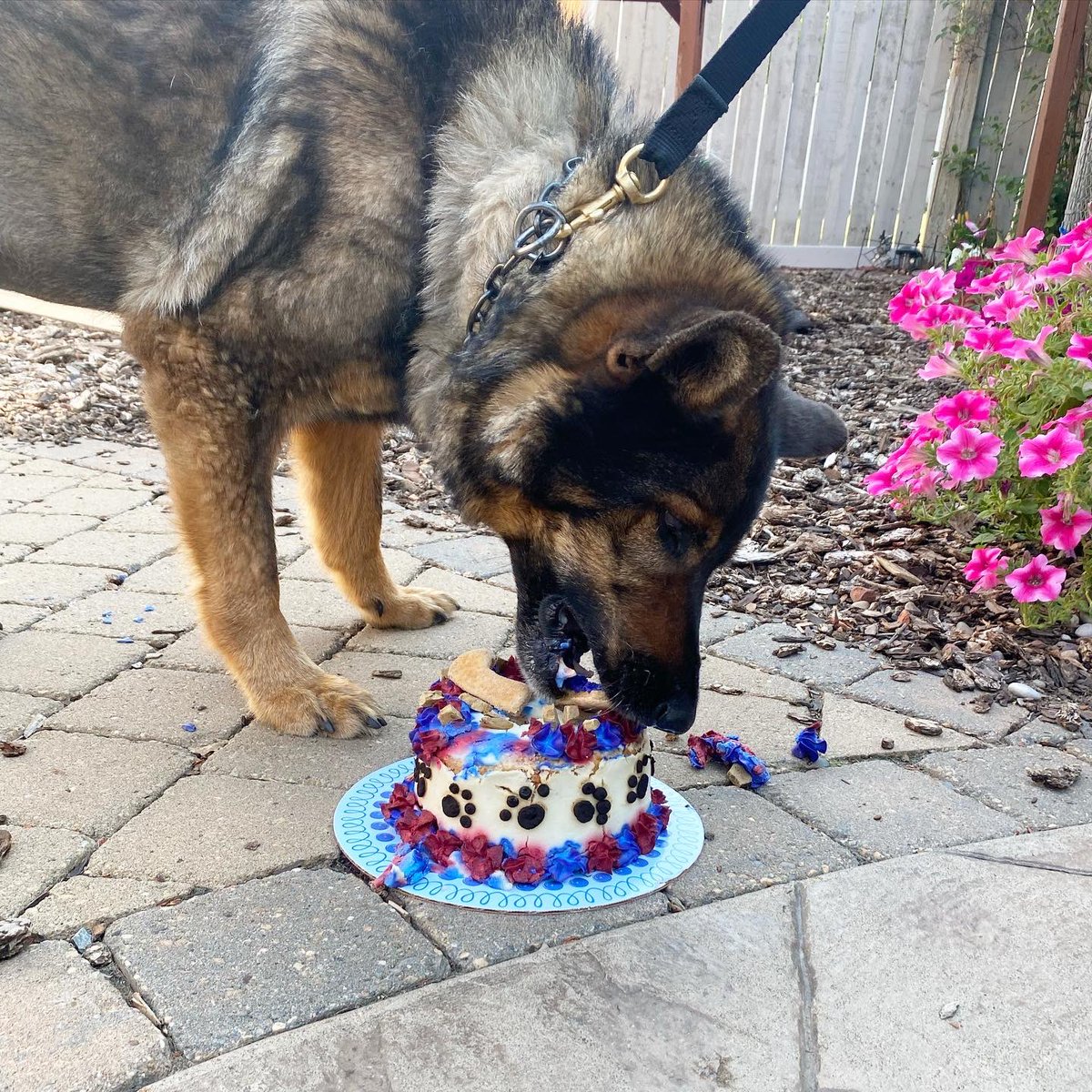 mandysbarkshop's tweet photo. Happy Birthday Jagger!! #psdjagger @EPSCanine @edmontonpolice https://t.co/tTW8hji6hr