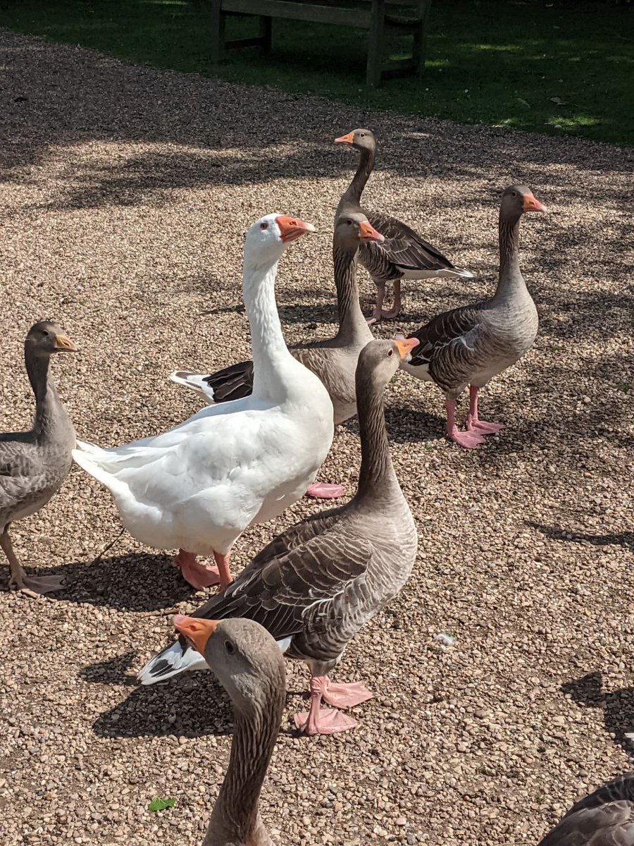 Scott_Lyons's tweet photo. If the Untitled Goose Game taught me anything it's that I need to keep a close eye on this thing. https://t.co/ZXJiSFEIp8