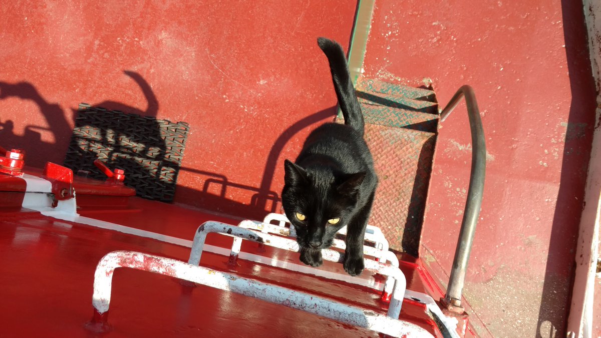 PortSideNY's tweet photo. Happy #Caturday! Here are some photos of our #shipcat Chiclet from the archive. We'll have fresh pics she's back on the #MaryWhalen. She's out of here for the month of the #FormulaE car race bustle. She's due back 7/17/21 or thereabouts. #redhook #cats #maritime #shipcatchiclet https://t.co/SXssX8jdtw