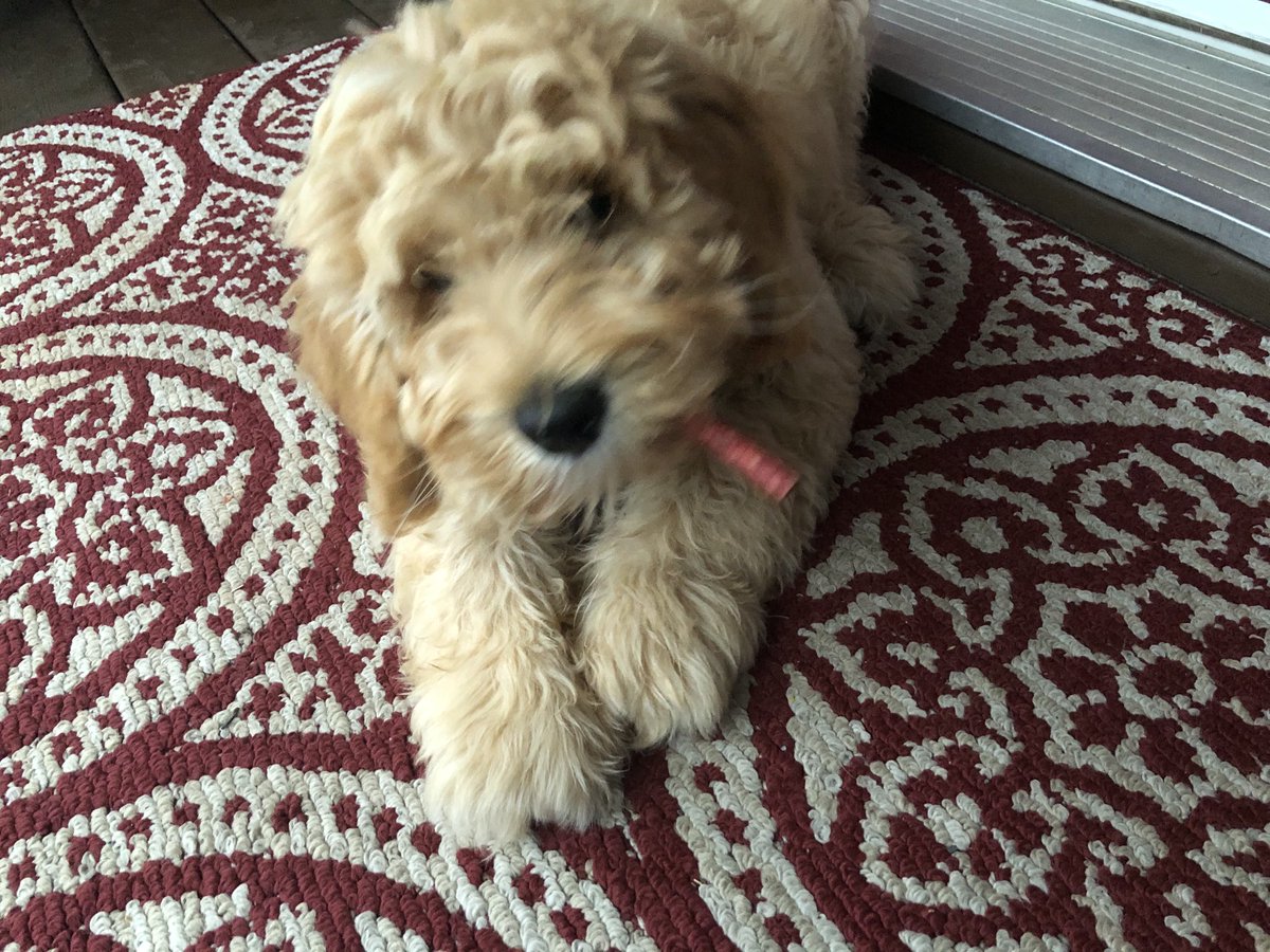 Very productive Saturday morning! So happy to be part of the #5amclub again thanks to this little alarm clock without a snooze button ❤️🐶#puppylove