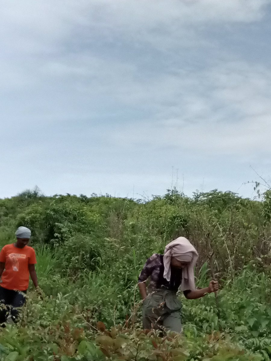 Sortez de vos bureaux et revenez à la terre. Elle ne trahis point!
Je suis desormais activiste du livre, agriculteure, journaliste. 
Multifonction quoi 🥰 
<a href="/TweetsGuineens/">Tweets 🇬🇳 Guinéens</a> <a href="/SidSidib1/">Sid Sidibé</a>