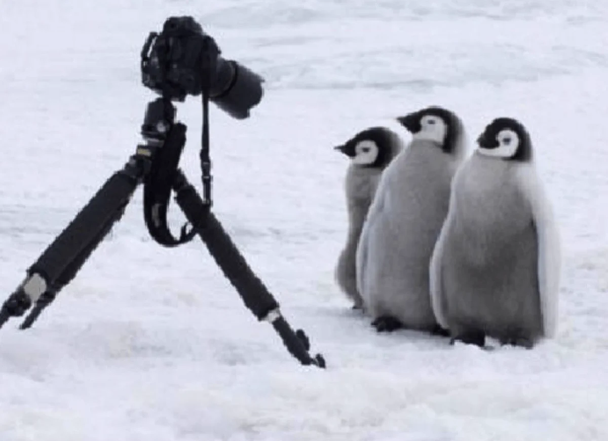 この警戒心のなさが人間にとってはたまらない！ペンギンにとっての人間の存在とは