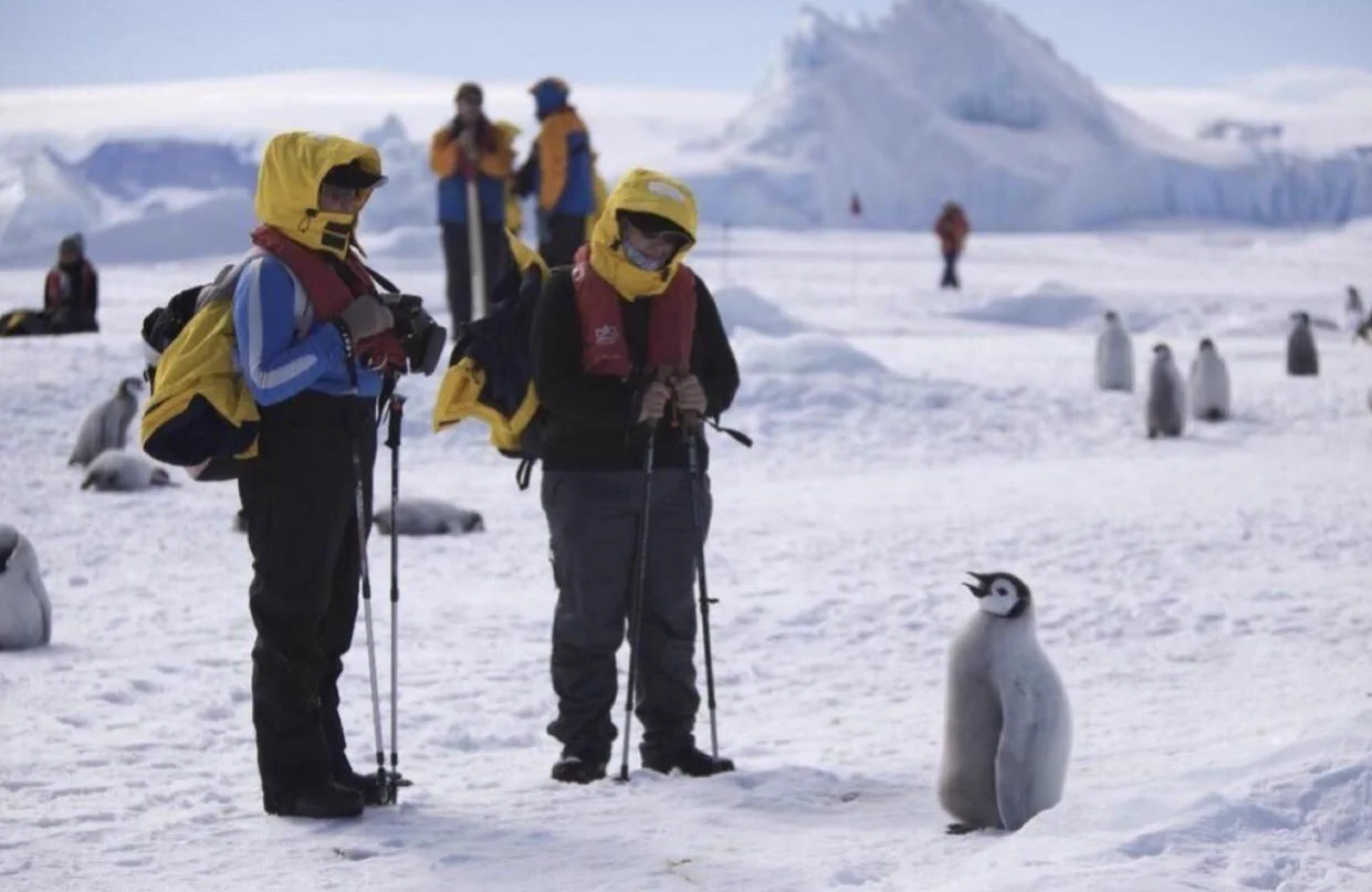 この警戒心のなさが人間にとってはたまらない！ペンギンにとっての人間の存在とは