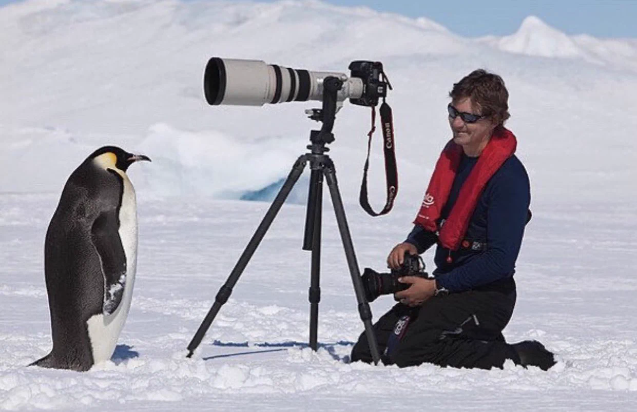 この警戒心のなさが人間にとってはたまらない！ペンギンにとっての人間の存在とは