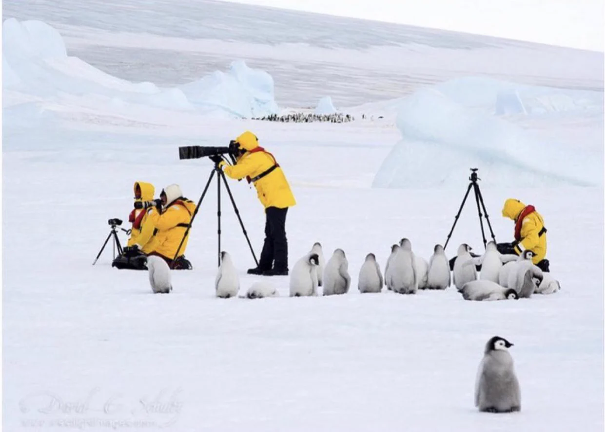 この警戒心のなさが人間にとってはたまらない！ペンギンにとっての人間の存在とは