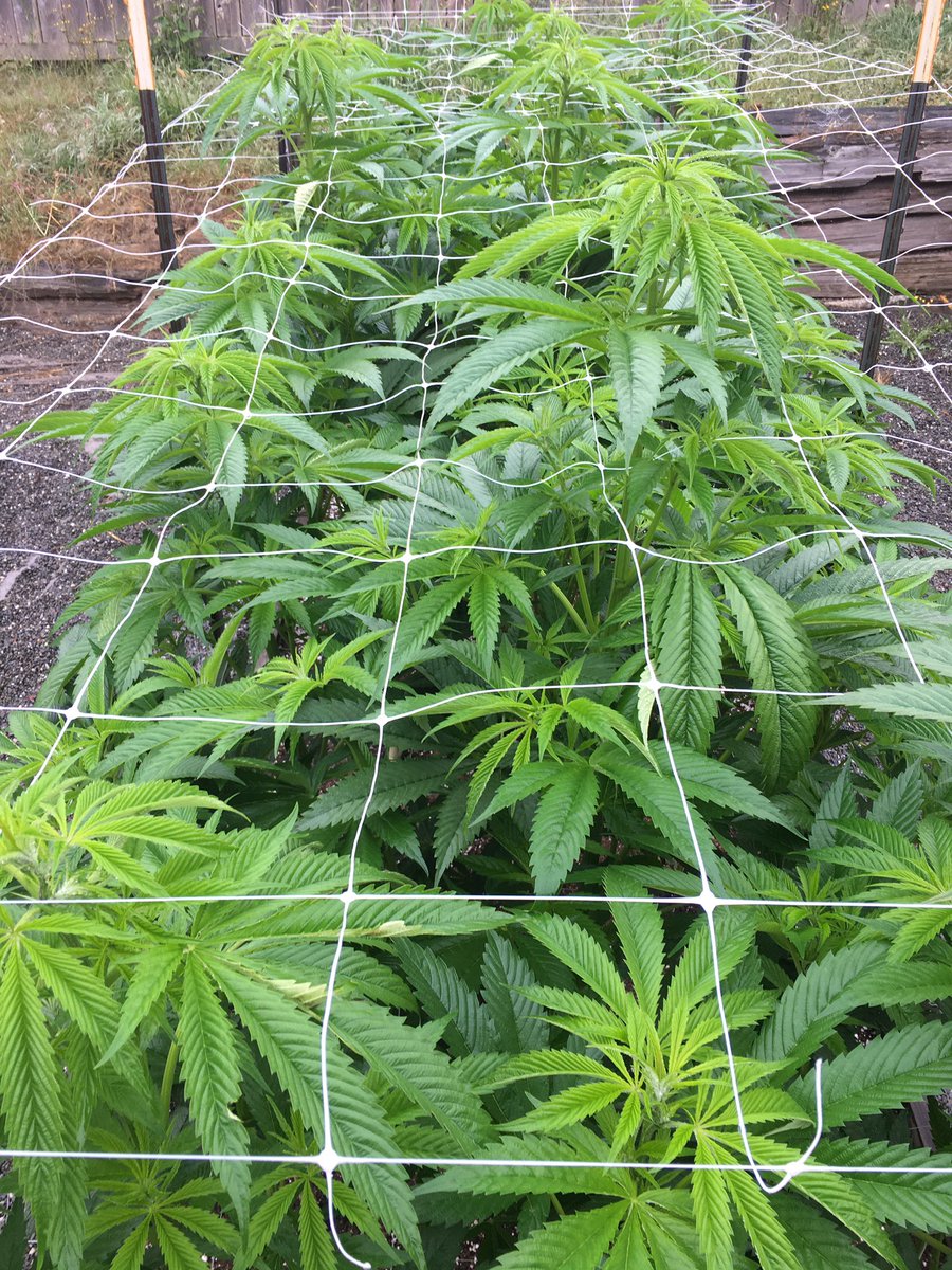 kingxxxpig42's tweet photo. Just about 6 feet now
#jetfuelog #lolipop #growyourownmedicine #vetmeds https://t.co/ctTy1BU2jI