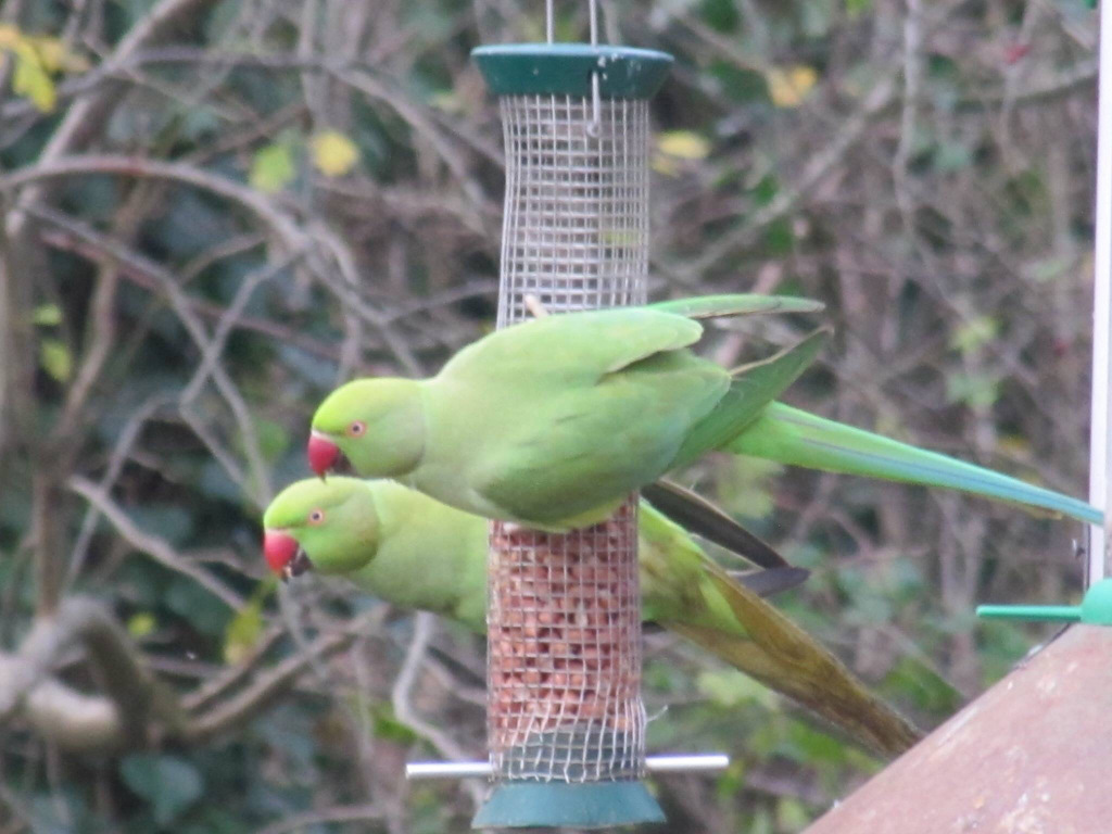 MancunianBirder's tweet image. The Perfect Ten Birds of Greater Manchester Survey Results - 50% of respondents approved of the Rose-ringed Parakeet to be the official bird of the #Manchester borough 🦜

mancunianbirder.wordpress.com/2020/05/19/ros…

@MancNature @McrConnected @mcrLabGND @circularcitymcr