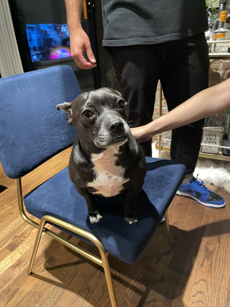 CaucasianJames's tweet photo. met a pitbull chihuahua mix last night. absolute mad lad https://t.co/tNnmNxOo6b