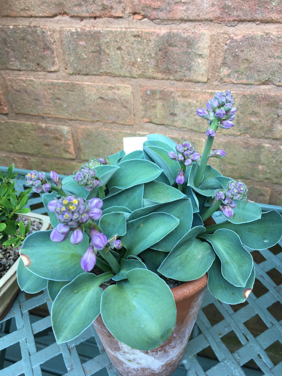 Milhart66Ken's tweet image. Hosta Blue Mouse Ears today.