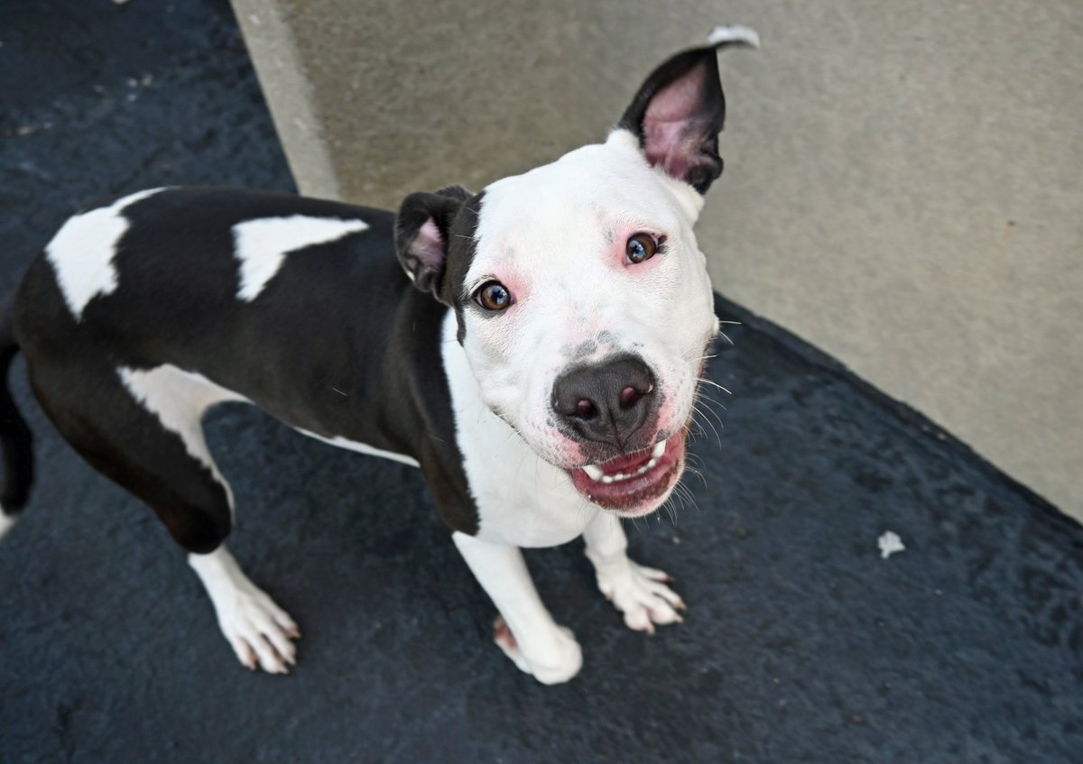 DecaturAnimals's tweet image. Sweetheart Sammie has been looking for a new home for a few weeks now. She can be a bit talkative which tends to turn people away, but this is just her kennel talk for attention, don't just her based on that alone!