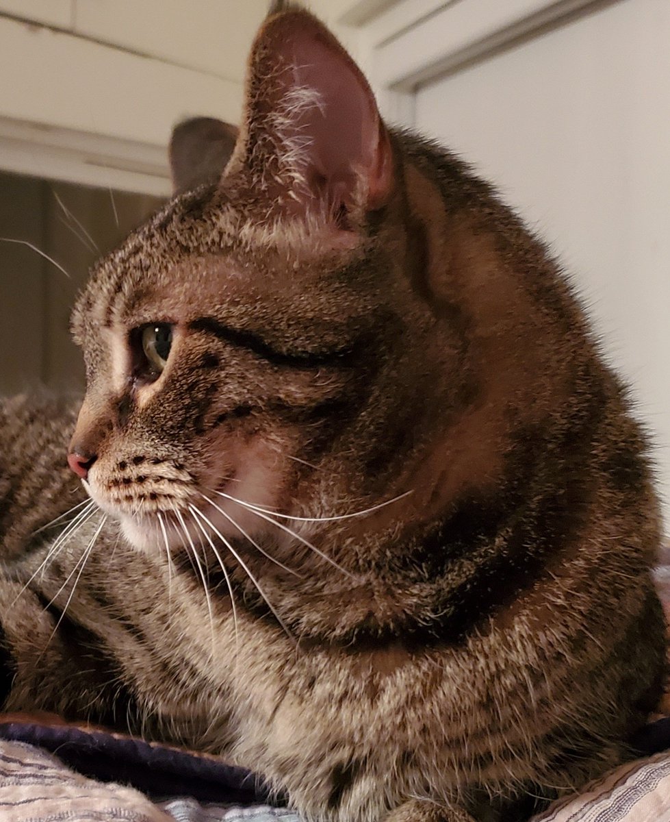 Happy #Caturday 💞