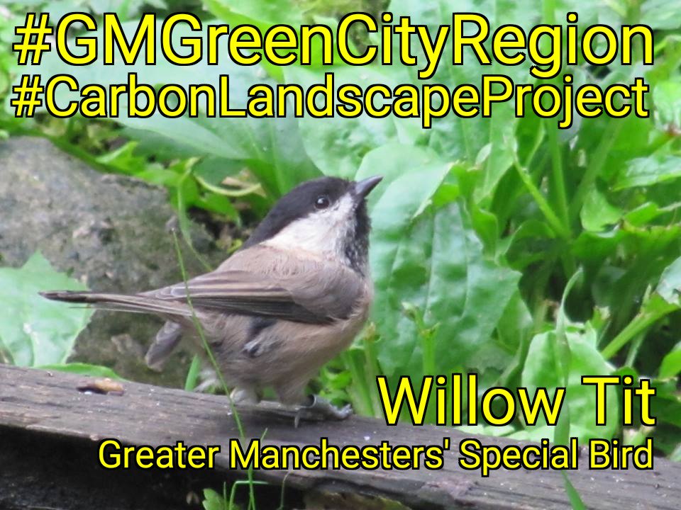 MancunianBirder's tweet image. "Willow Tit for Wigan... the birds chosen to represent every #GreaterManchester borough", many thanks to @NealkeelingMEN @MENnewsdesk for this article

#ThePerfectTen #GreaterManchester 

manchestereveningnews.co.uk/news/greater-m…

@WiganCouncil @WildlifeinWigan