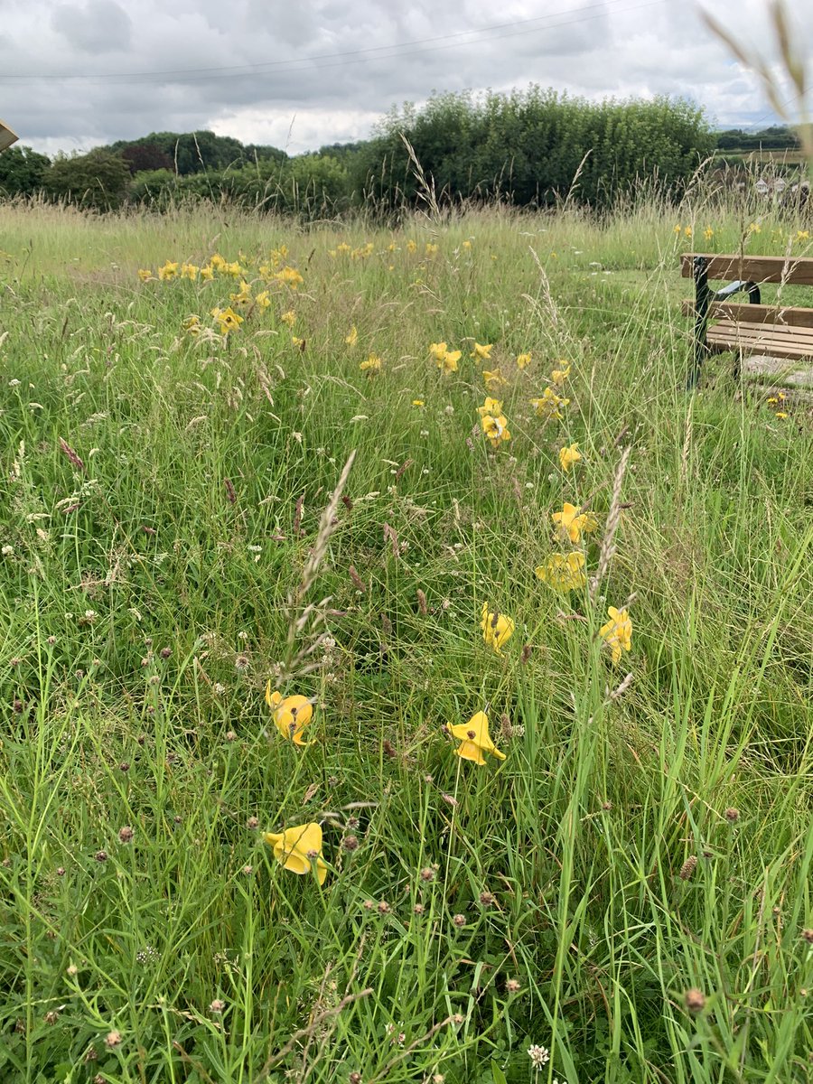 LCardiff1982's tweet photo. #BeautifulDaffodils #OgwellGreen What a lovely display of the school daffodils today,they really made us smile! 💛🍁🌼👦🏻👧🏼@CanadaHillSch @canadahilwillow https://t.co/KpHbcBDtSZ