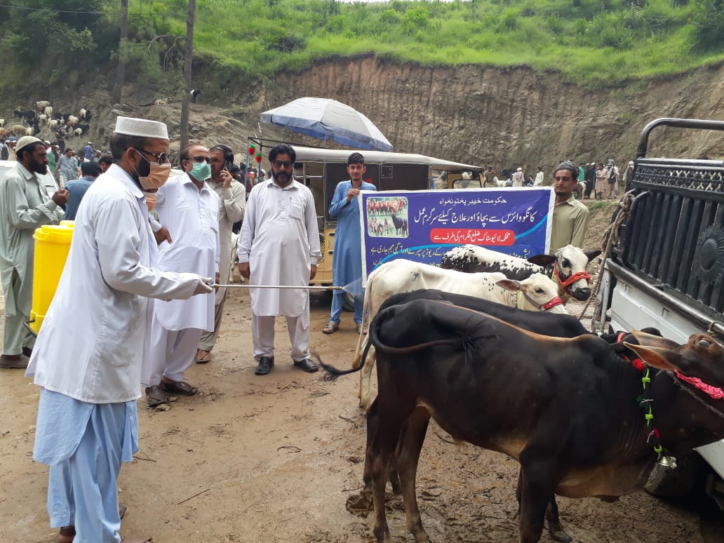 As per direction of Minister Agriculture, Livestock & Fisheries,Mr Muhib Ullah Khan, Secretary Agriculture, Dr Muhammad Israr Khan,DG Livestock Extension Dr Alamzeb Mohmand, Anti CCHF spray was carried out at Naraza moor Mandi District Battagram