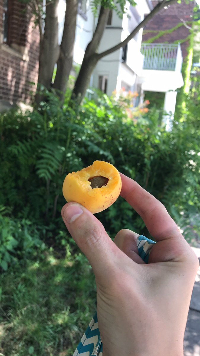 Enjoyed a lovely apricot pick this morning with <a href="/NFFTT/">Not Far From The Tree</a> #fruitseason #lookup